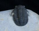 New Type Of Proetid Trilobite #2420-5